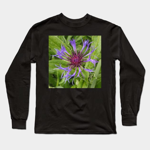 Cornflower Long Sleeve T-Shirt by Celtic Morrigan